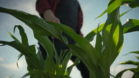 Farmer in farm clothes walks between rows of young corn stalks and green lea Stock Footage 338186707