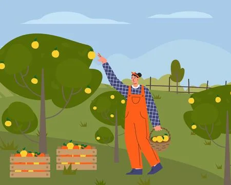 Farmer on farm flat vector illustration. Agricultural worker harvesting crops Stock Illustration
