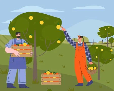 Farmer on farm flat vector illustration. Agricultural workers harvesting crops Stock Illustration