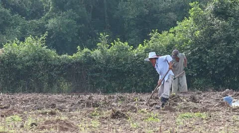 Farmer on the farm 動画素材 20405881