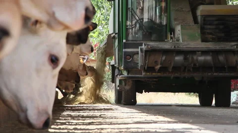 Farmer feed cows  Видео 44552484