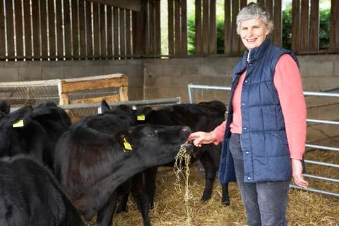 Farmer Feeding Cattle In Barn Stock Photos