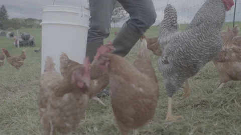 Farmer feeding chickens Stock Footage 73838498