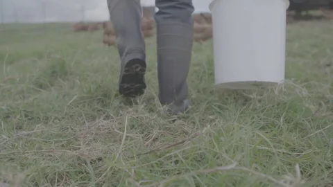 Farmer feeding chickens Stock Footage 73839052