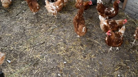 Farmer feeding chickens Video stock 89823377