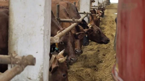 Farmer feeding cows in barn. Cows feeding on dairy farm. Milk cows in barn Stock Footage 74713503