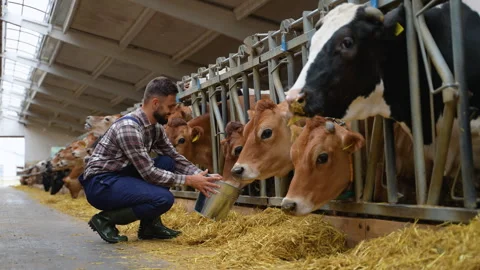 Farmer feeding cows in barn, a montage of agricultural care Video stock 315146653