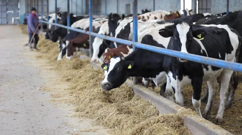 Farmer feeding cows in cowshed Video stock 46104616