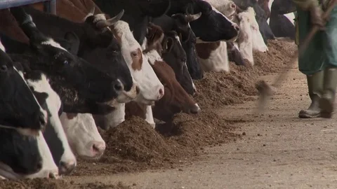 Farmer feeding cows in cowshed Stock Footage 70565860