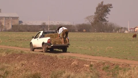 Farmer feeding cows Stock Footage 73053165