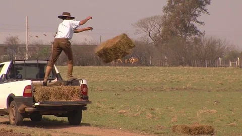 Farmer feeding cows Stock Footage 73053195