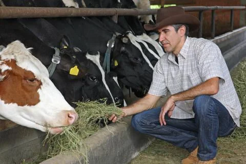 Farmer feeding cows Stock Photos