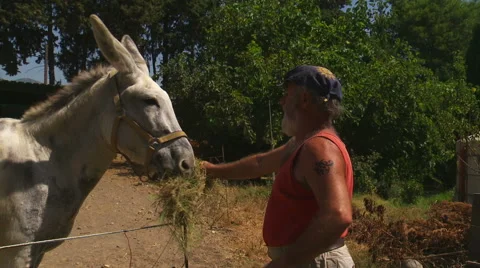 Farmer feeding donkey Video stock 53312334
