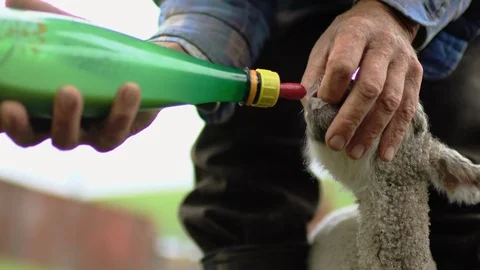 Farmer feeding a lamb. 스톡 동영상 88374002