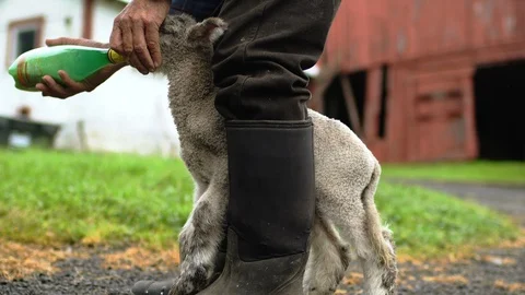 Farmer feeding a lamb. 스톡 동영상 88374037