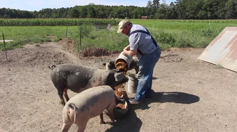Farmer Feeding Pigs 库存影片 52181634