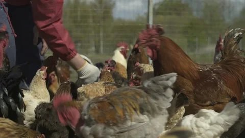 Farmer feeding, stroking chickens and roosters in pen. Poultry. Low angle shot Stock Footage 240560893