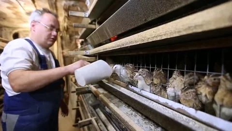 Farmer feeds the birds Stock Footage 69127958