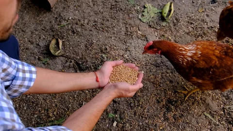The farmer feeds the chickens with grain. Selective focus. Stock Footage 258680230