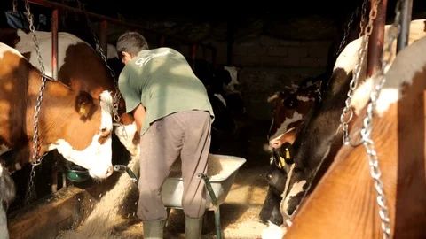 Farmer Feeds Cows 動画素材 99549972