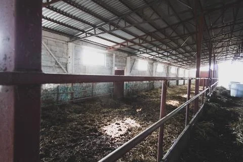 Farmer feeds cows. The process of feeding animals on a farm. Dairy complex. Stock Photos