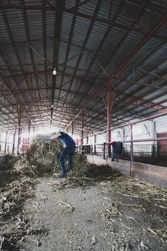 Farmer feeds cows. The process of feeding animals on a farm. Dairy complex. Stock Photos
