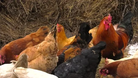 A farmer feeds hens with grain, throwing him to the ground Stock Footage 110826270