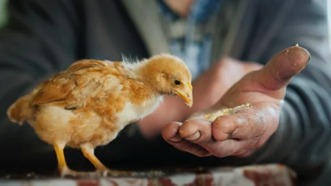 Farmer feeds a small chicken from the palm of his hand Stock Footage 129703024