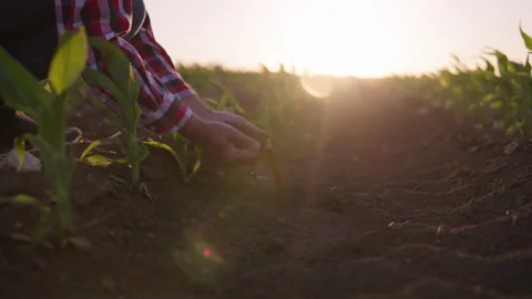Farmer fertilizes soil to increase yield. farmer's hands touching dry soil Stock Footage 276891788