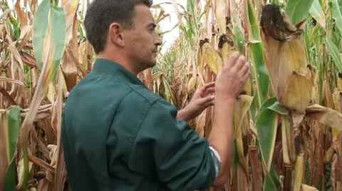 Farmer in field checking on corncobs Stock Footage 14833881