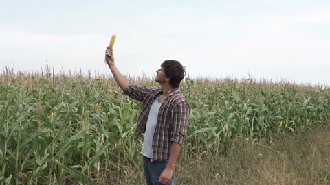 Farmer on the field evaluates young corn on the ripeness 스톡 동영상 113676311
