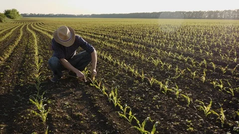 Farmer on the field examines corn sprouts in spring Stock Footage 90038336