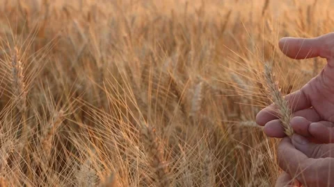 The farmer in the field examines the spikelets, selective focus. Stock Footage 157267838