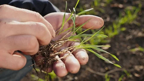 Farmer on the field examines wheat sprouts in autumn Video stock 84773717
