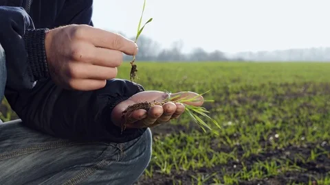 Farmer on the field examines wheat sprouts in autumn Stock Footage 84773736