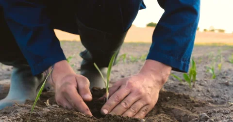 Farmer field Stock Footage 108757875