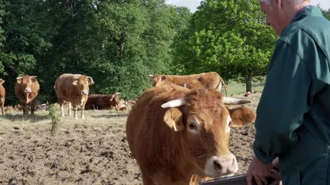 Farmer in a field with his cows Stock Footage 130369731