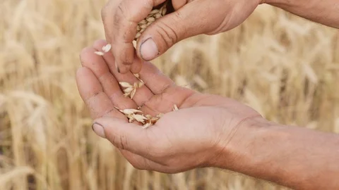 Farmer in a field holding and examining crop in his hands Stock Footage 91977162