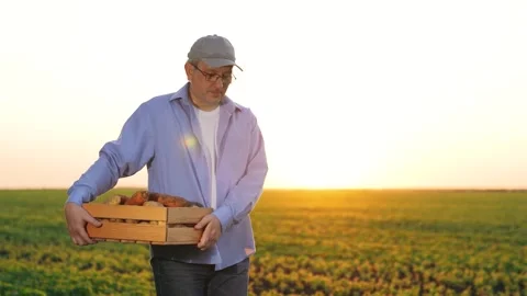 Farmer field holds box vegetables hands smiles sunset. Agriculture. potatoes Stock Footage 257564381