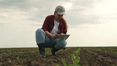 Farmer field land corn tablet, fresh corn sprouts grow farm, green young sprout Stock Footage 242807100