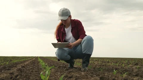 Farmer field land corn tablet, fresh corn sprouts grow farm, green young sprout Stock Footage 244013367