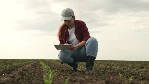 Farmer field land corn tablet, fresh corn sprouts grow farm, green young sprout Stock Photos