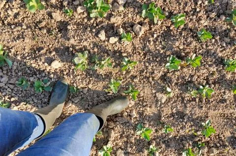 Farmer in a field Stock Photos