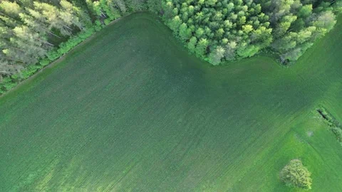 Farmer Field Top Down With Adjacent Green Lush Forest Patch In Summer Stock Footage 232932942