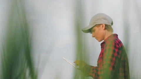 Farmer field wheat, work hand tablet, farmer agriculture tablet, wheat field Stock Footage 244240375