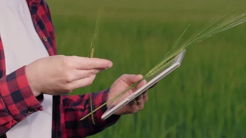Farmer field wheat, work hand tablet, farmer agriculture hand tablet, wheat Stock Footage 244422770