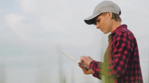 Farmer field wheat, work hand tablet, farmer agriculture tablet, wheat field Stock Footage 244795514