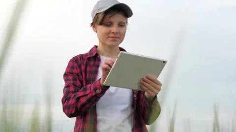 Farmer field wheat, work hand tablet, farmer agriculture tablet, wheat field Stock Footage 245311706