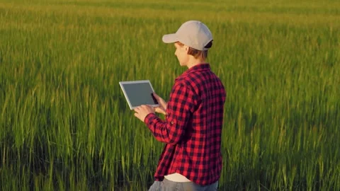 Farmer field wheat, work hand tablet, farmer agriculture tablet, wheat field Stock Footage 245862318