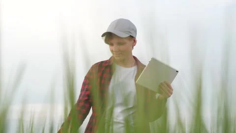 Farmer field wheat, work hand tablet, farmer agriculture tablet, wheat field Stock Footage 245862453